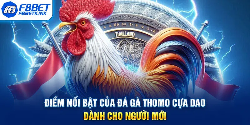 Điểm nổi bật của đá gà Thomo cựa dao dành cho người mới