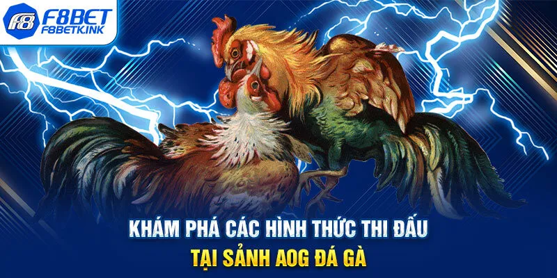 Khám phá các hình thức thi đấu tại sảnh AOG đá gà