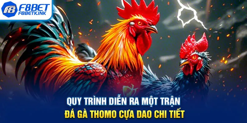 Quy trình diễn ra một trận đá gà Thomo cựa dao chi tiết